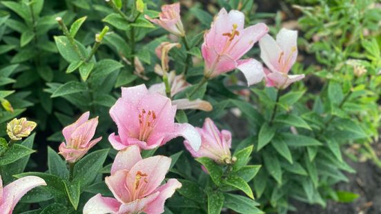 Discussie sierteelt nadert kookpunt in de rechtbank, Westerveld vindt verbod te ver gaan Nieuws