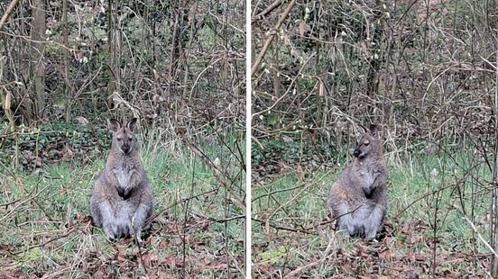 Van wie is deze wallaby?