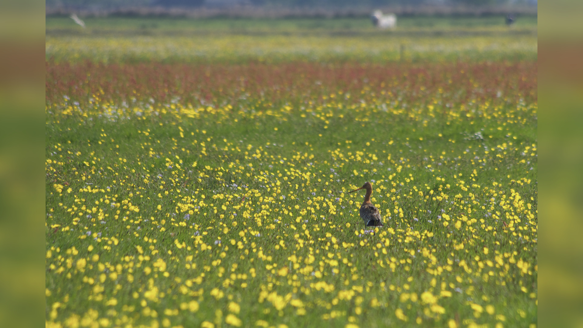 "Het Is Erop Of Eronder Voor Weidevogels In Fryslân" - Omrop Fryslân