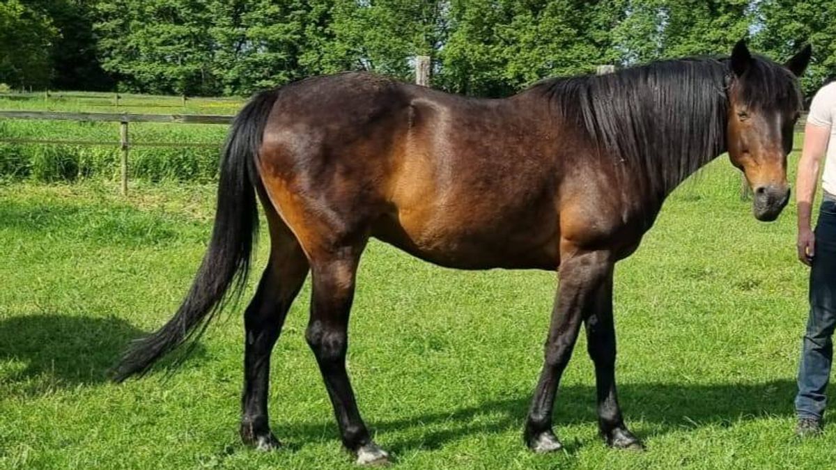 Drie paarden gestolen uit weiland: eigenaren 'kapot van verdriet'