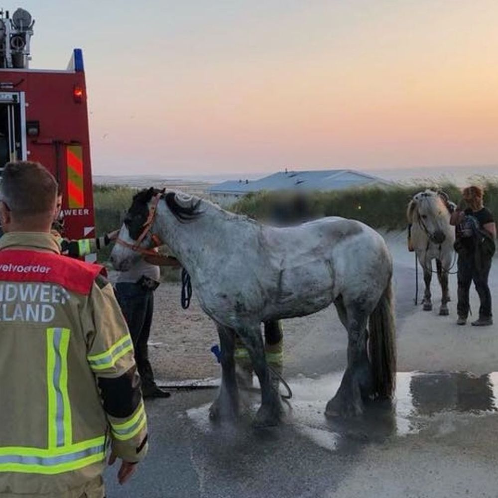 Paard komt vast te zitten in drijfzand bij Groede