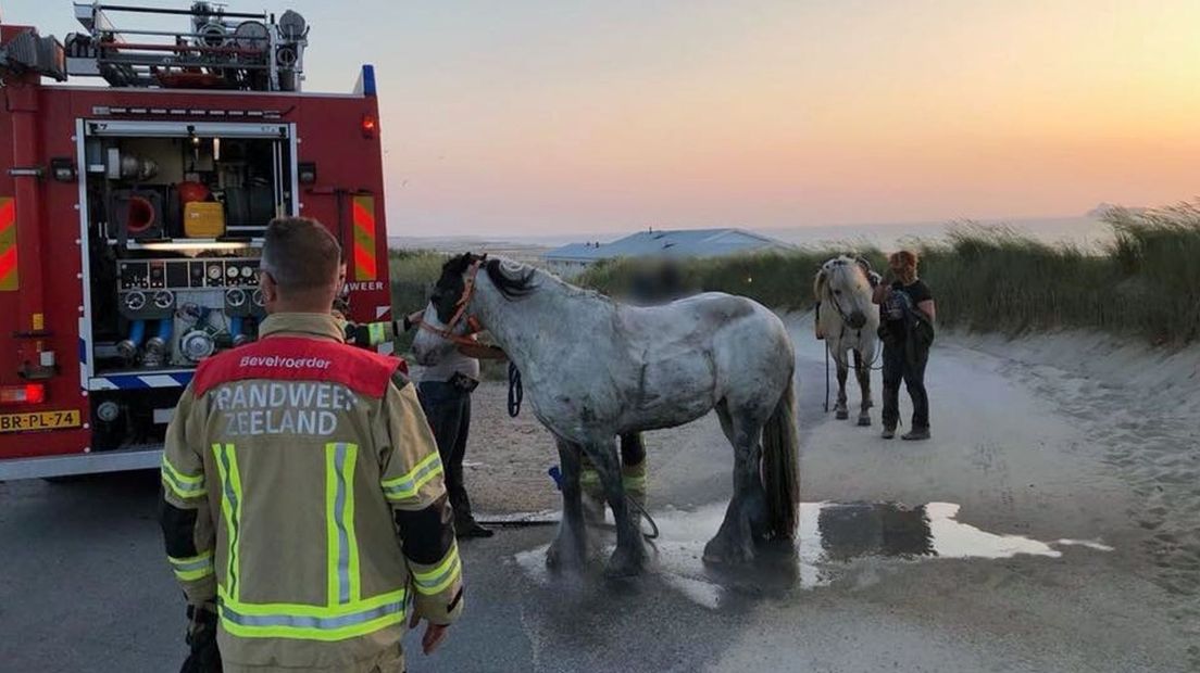 De brandweer werd opgeroepen voor het paard dat bij Groede vast zat in drijfzand