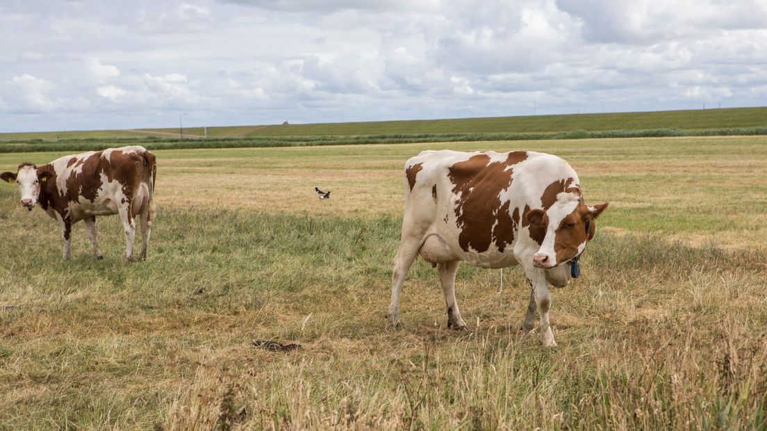 Koeien in het weiland op Schiermonnikoog