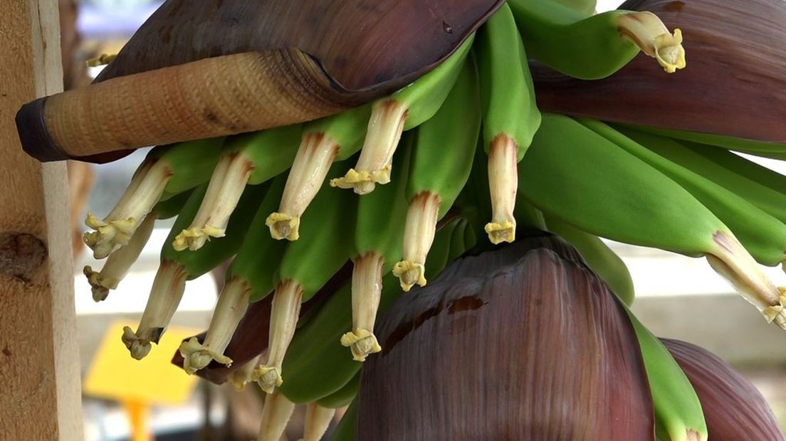 Bananen in de boom in Ede.