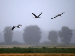 Kraanvogel voelt zich steeds meer thuis in Drenthe, maar droogte en drukte bedreigen broedsucces