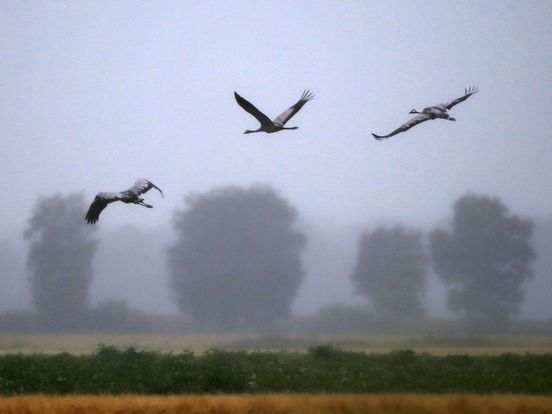 Kraanvogel voelt zich steeds meer thuis in Drenthe, maar droogte en drukte bedreigen broedsucces