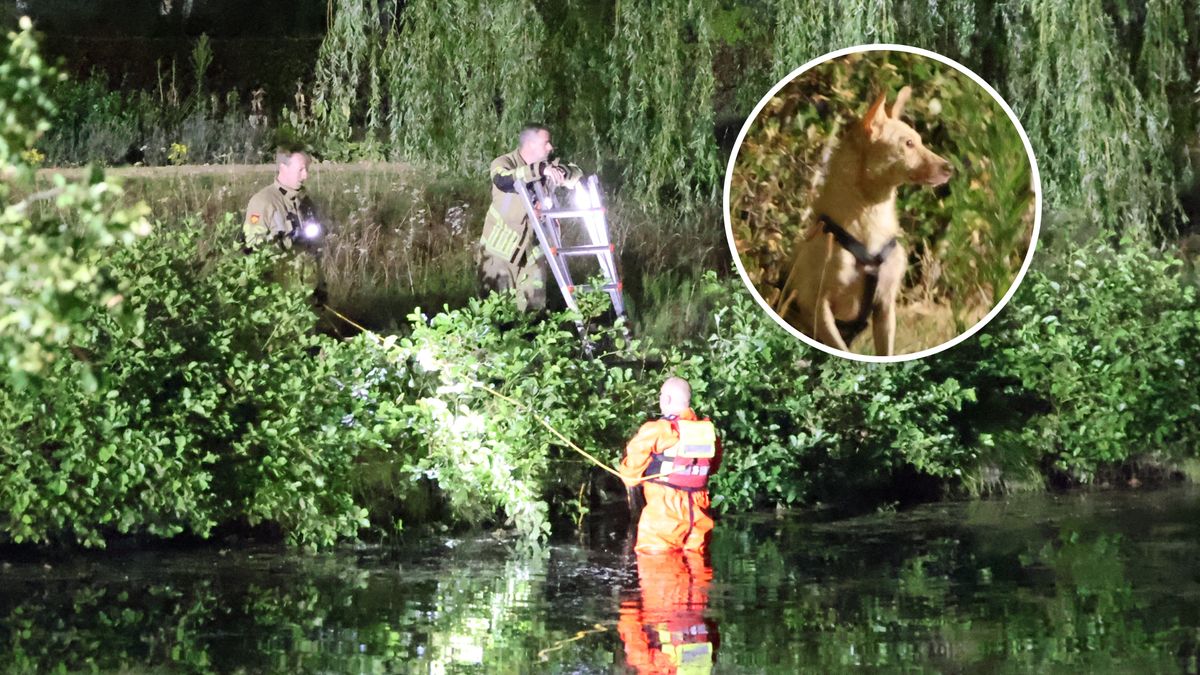 Brandweer redt hond uit het water in Amersfoort