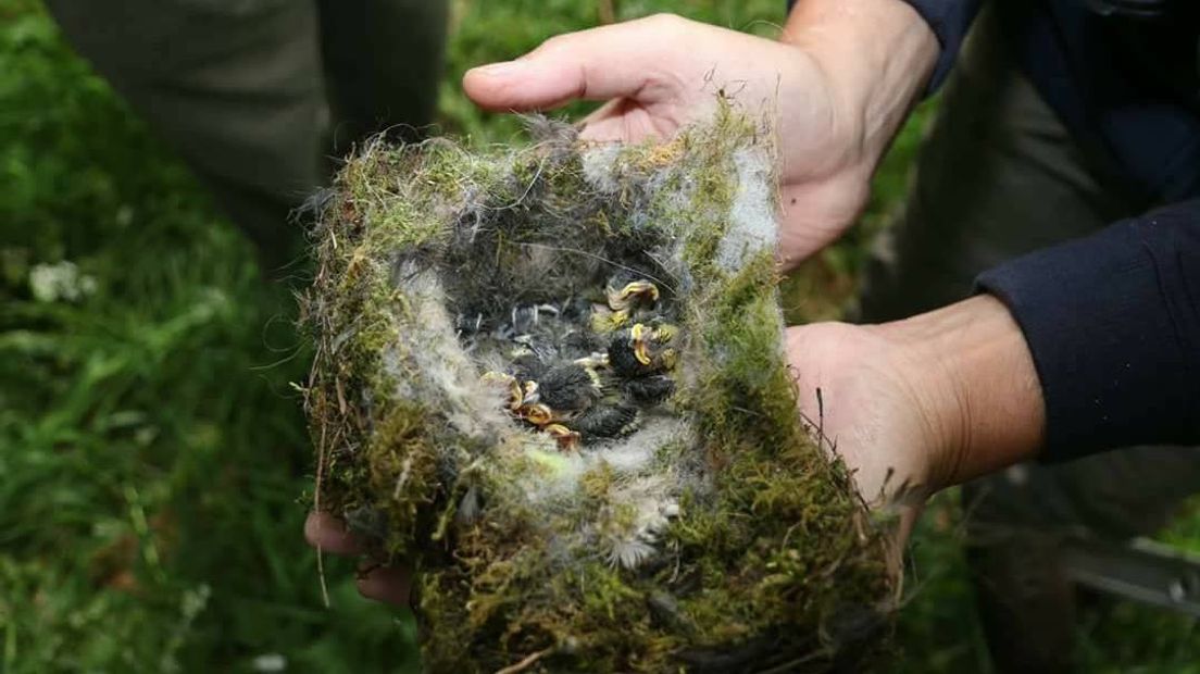 Deze vogeltjes zijn bezweken aan de bestrijdingsmiddelen op de buxusrups