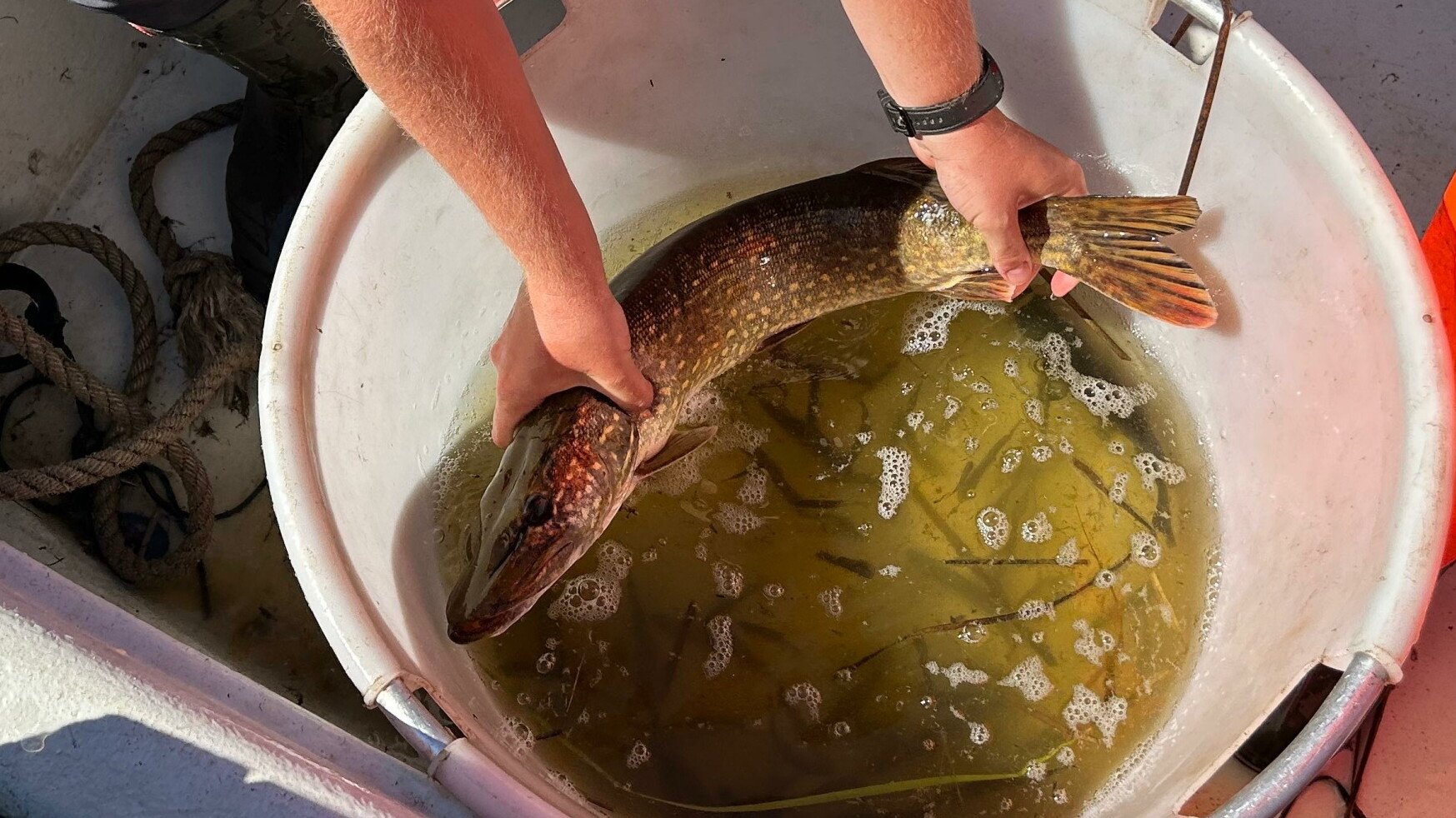 Dit is wat de fiskstân ús fertelt oer de kwaliteit fan it Fryske wetter