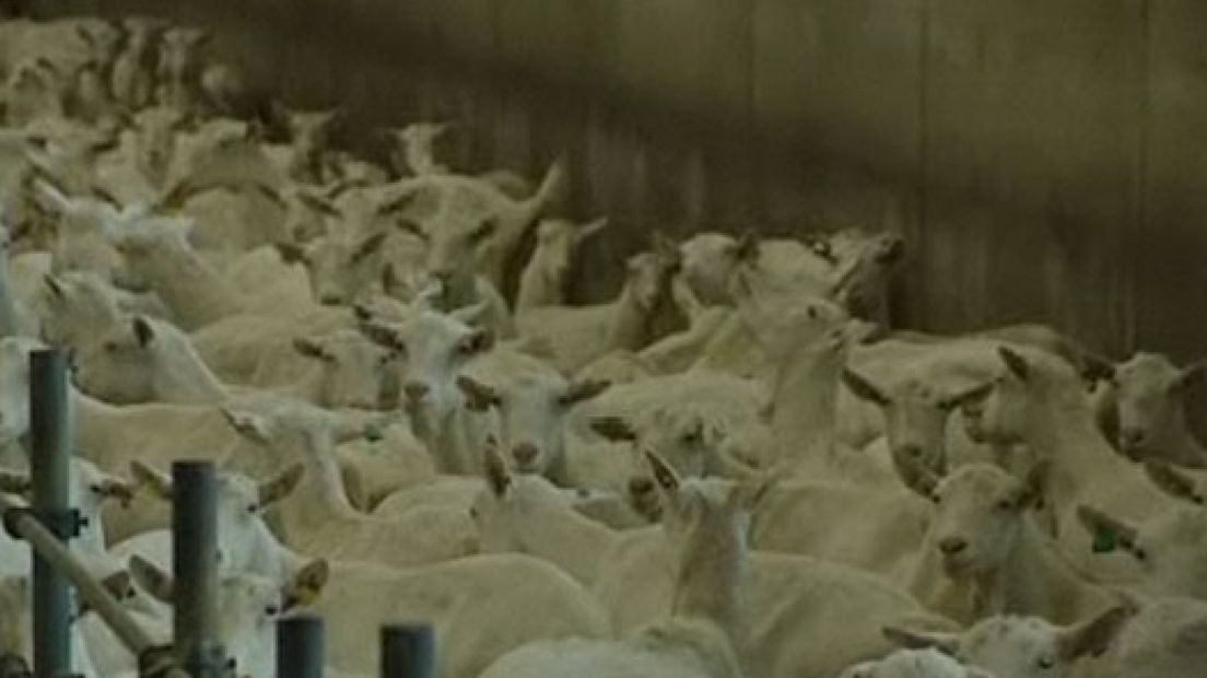 'Geen grijpers bij ruimen geiten'