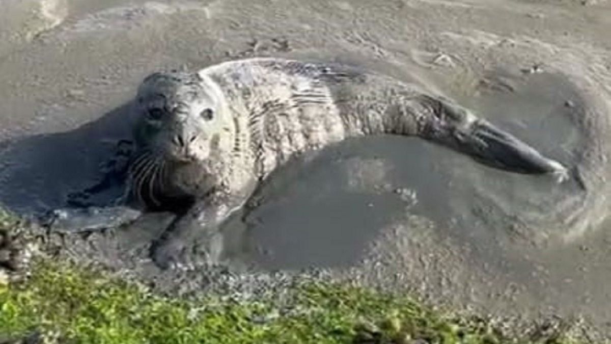 Aangespoelde zeehonden bij Holwerd en Wierum hadden geen vogelgriep