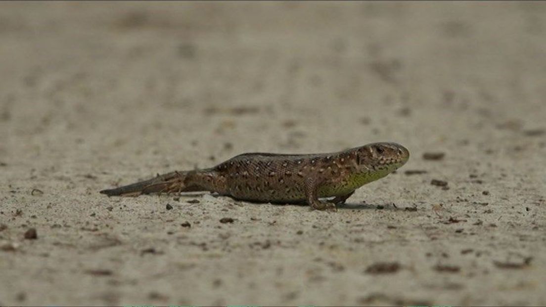 De zandhagedis.