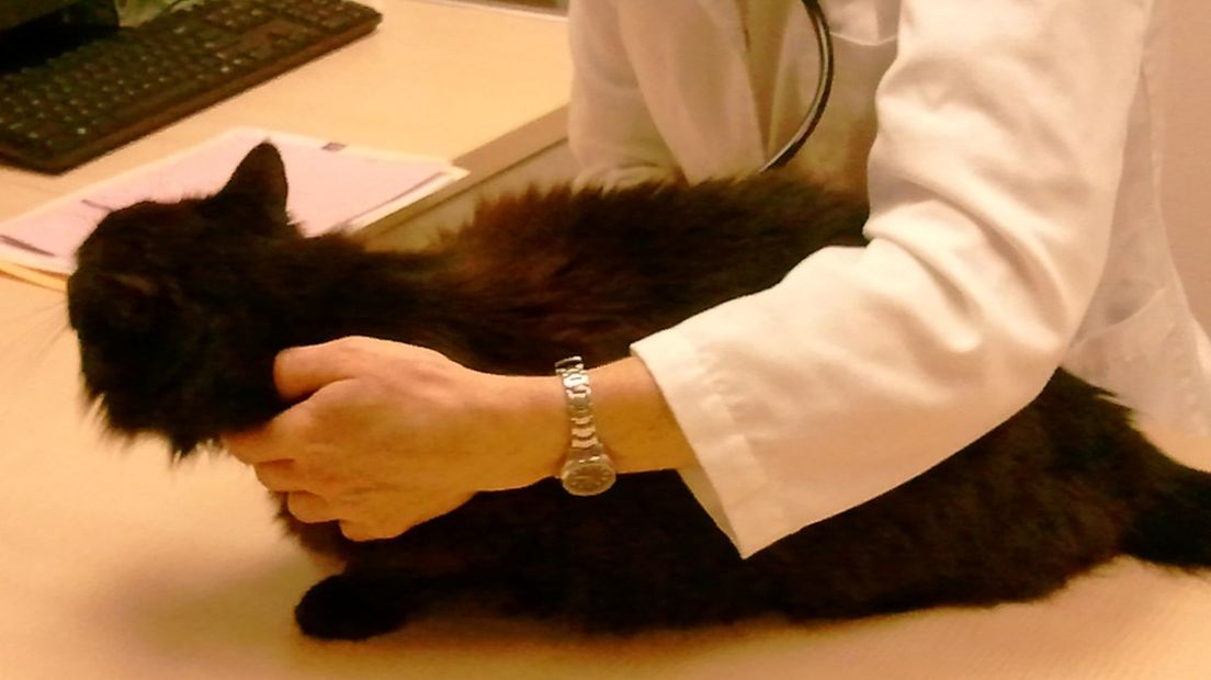 Een dierenarts controleert een kat
