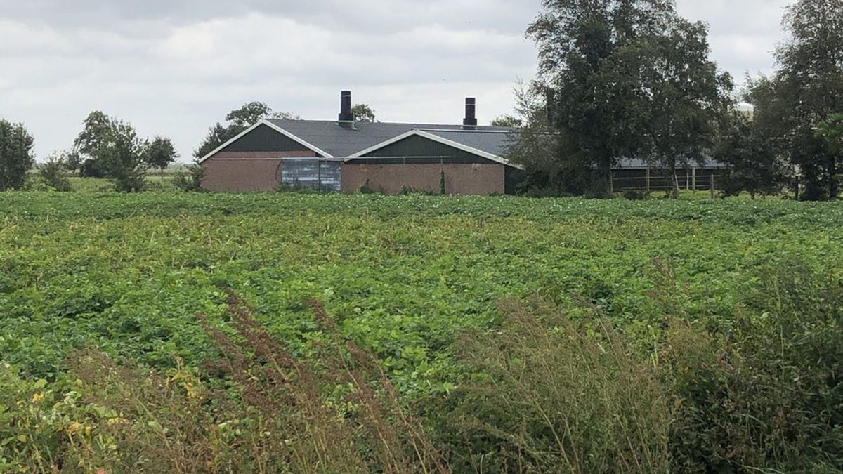 Buren boerderij moesten ramen en deuren sluiten wegens 'intense varkensgeur'