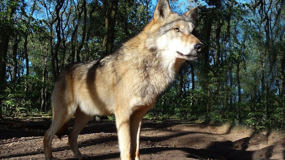 De wolf is inmiddels een vaste inwoner van Drenthe (archieffoto)
