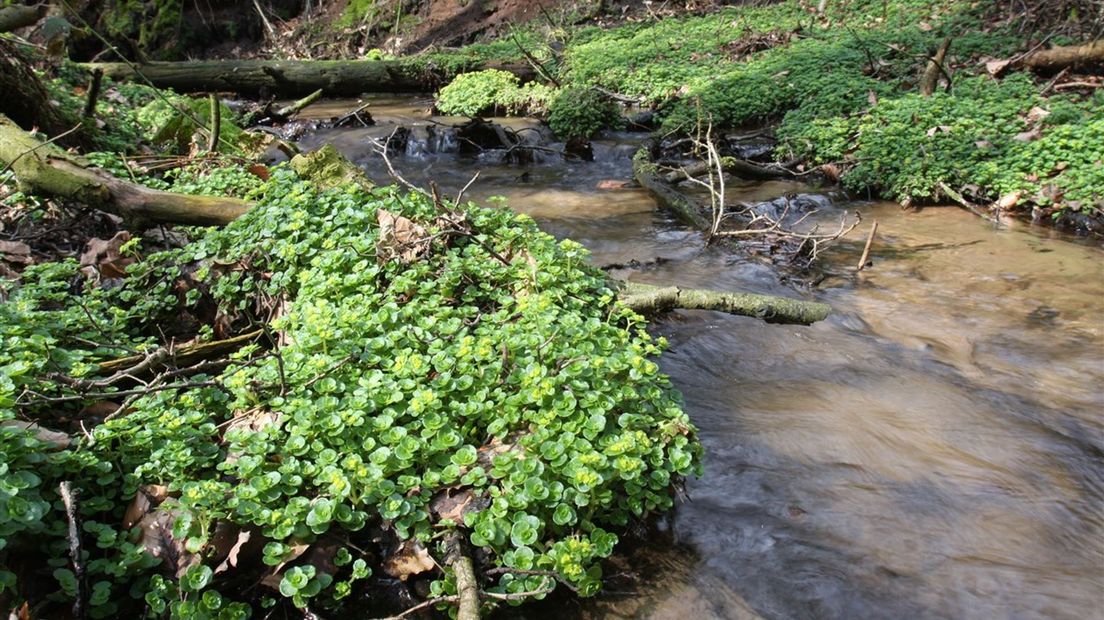 Het water stroom langzoom de Hazelbekke in