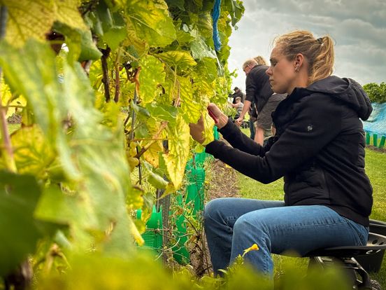 Experimentele wijngaard op veengrond lijkt geslaagd: 'Het kan en dat is heel leuk!'