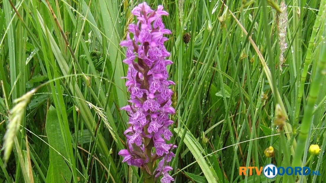 Brede Orchis