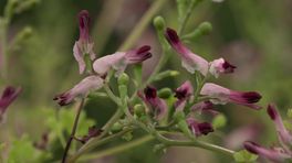 Nieuwe plantensoorten in Drenthe