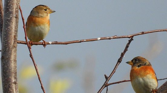 Met deze tips help je vogels de winter door