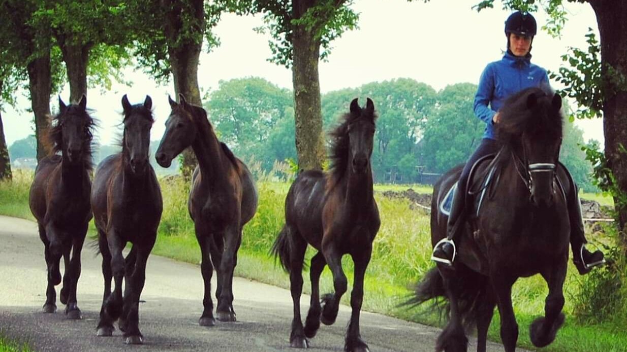 Yvonne uit Uitwellingerga heeft met haar Friese paarden bijna een half