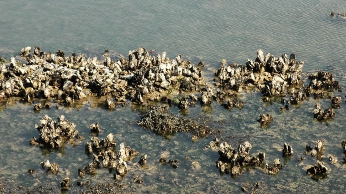 Japanse oesters in Zeeland