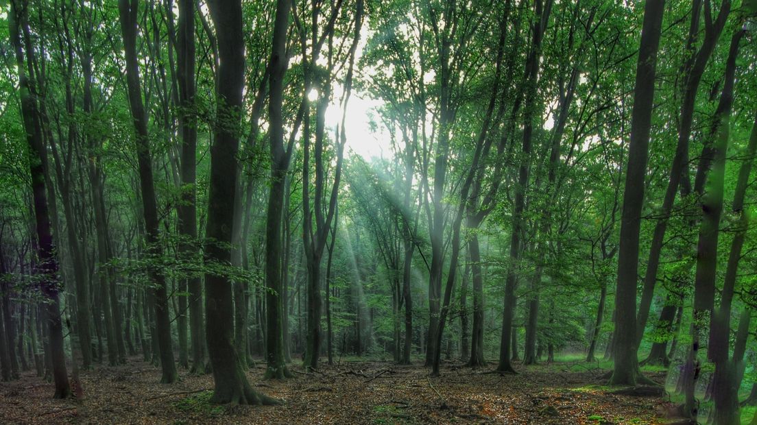 Er zouden veel minder bomen gekapt moeten worden. 'Laat bomen oud worden. Zo oud, dat ze er zelf bij neervallen.' Die oproep doet Lieke Vullings van de werkgroep Bosrijk in Groesbeek. Bosrijk inventariseert en ontwikkelt oud bos.