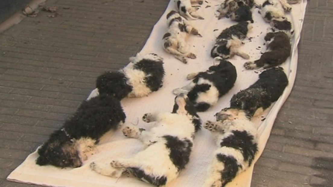 Dode puppy's langs de weg in Zwolle