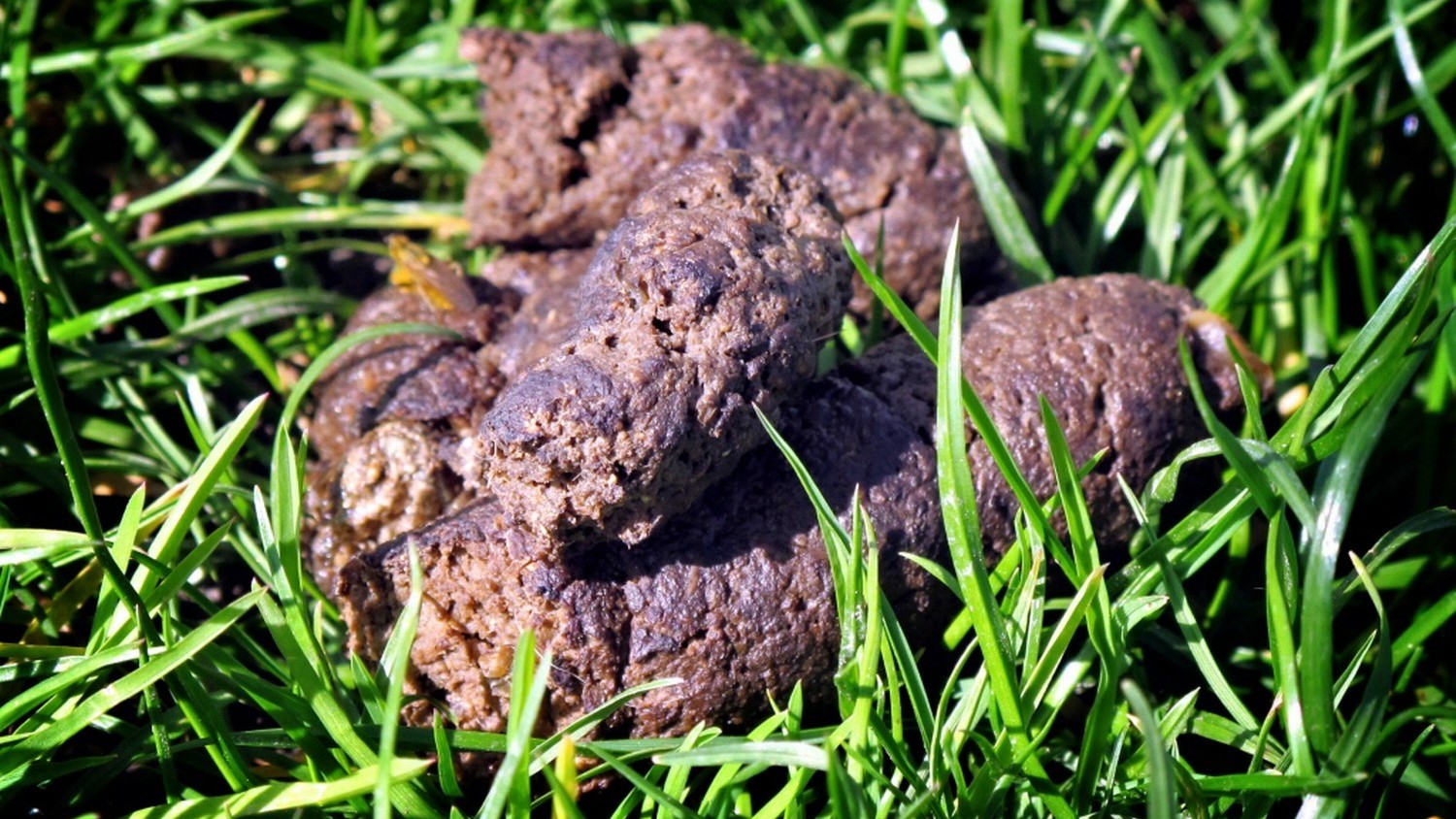 'Overlast Hondenpoep Loopt De Spuigaten Uit' (video) - Omroep Zeeland