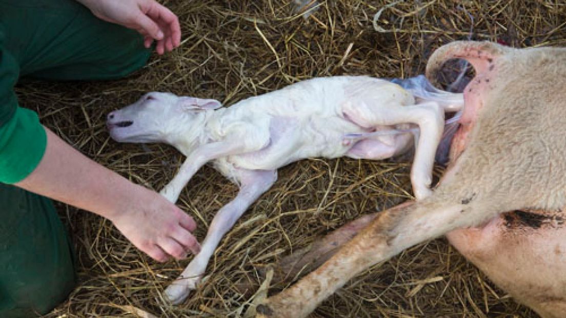 Eerste lammetje vroeg? Het is maar wanneer je de ram bij de ooi laat