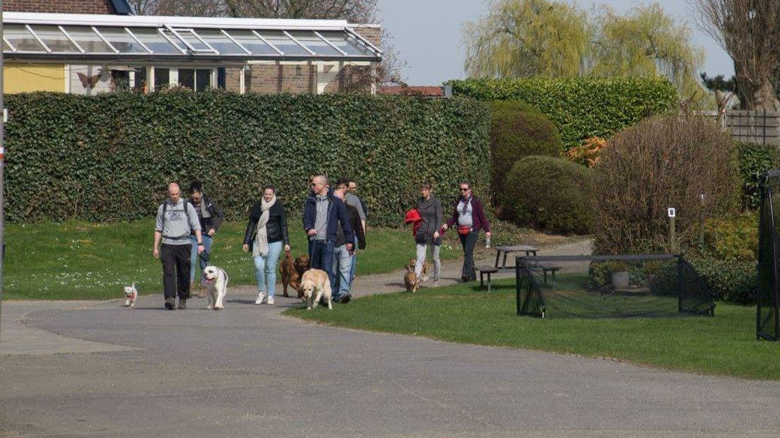 Vierdaagse voor honden in Zeeuws-Vlaanderen