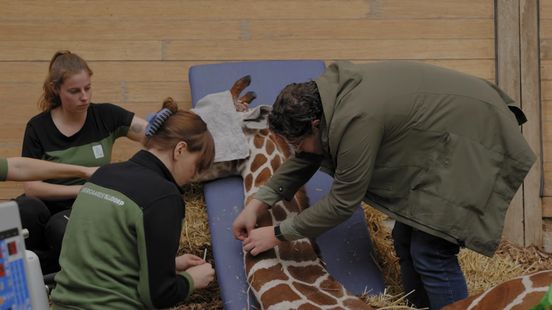 Giraffe in Blijdorp geëuthanaseerd: 'Ze helpt haar soortgenoten in het wild te overleven'