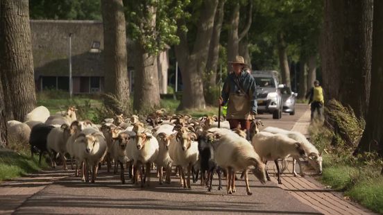 Nieuwe schaapskudde Balloo maakt rondje door het dorp