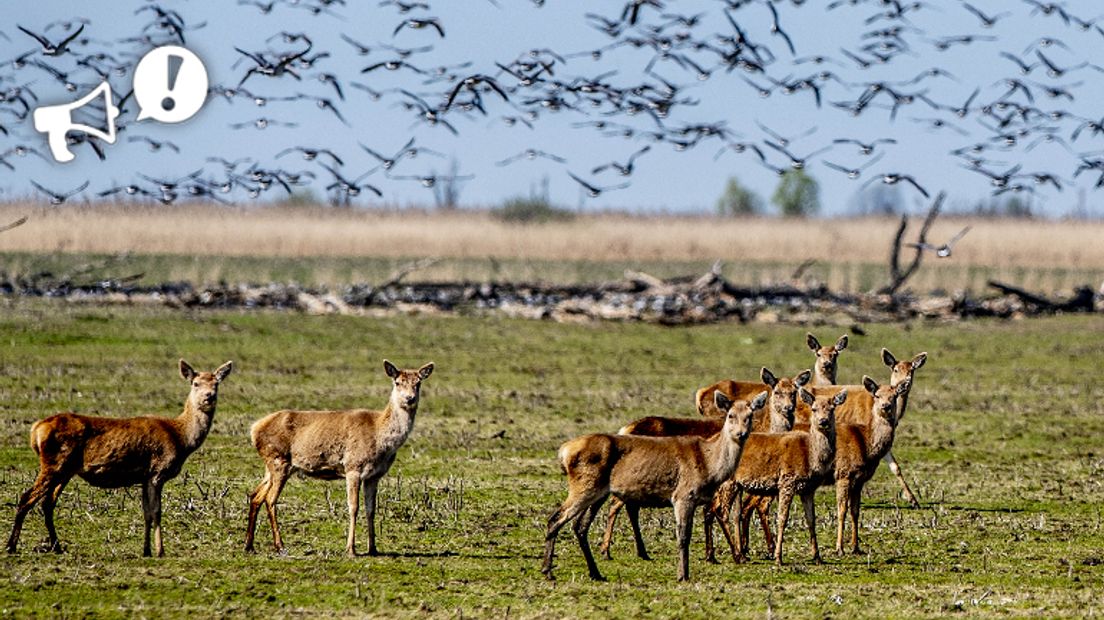 Edelherten in de Oostvaardersplassen worden afgeschoten (Rechten: Robin Utrecht/ANP)