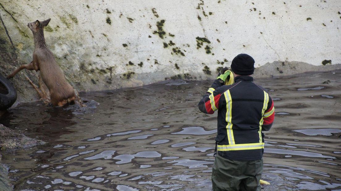 Ree gered uit bassin (Rechten: Van Oost Media)