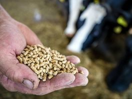 Schimmelstof in melkveevoer geen reden tot paniek: 'Het controlesysteem werkt goed'