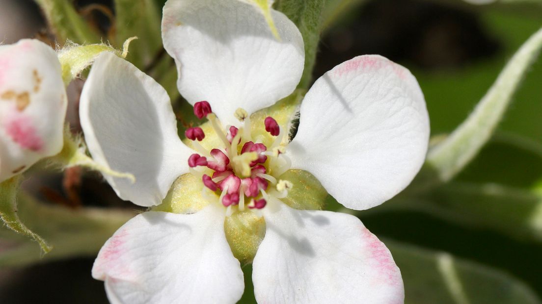 De Rode Kruis Bloesemtocht in Geldermalsen heeft een recordaantal deelnemers getrokken: 32.860 wandelaars deden mee aan de 26ste editie van het evenement.