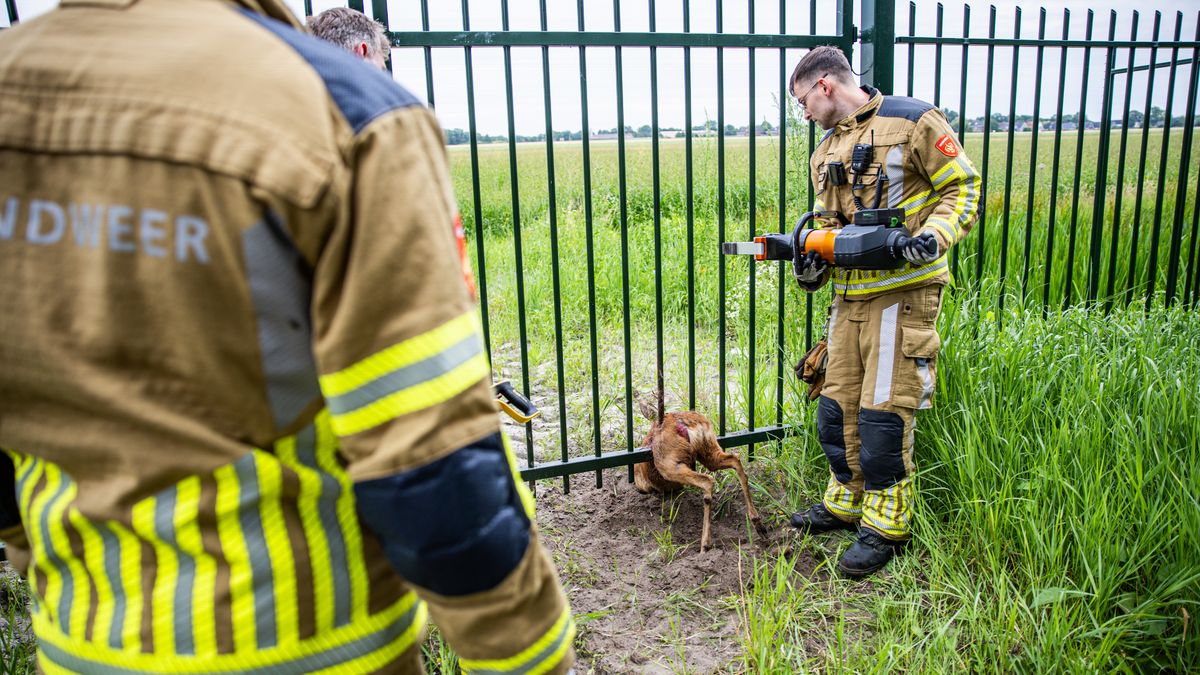Ree door politie uit lijden verlost na reddingspoging van brandweer