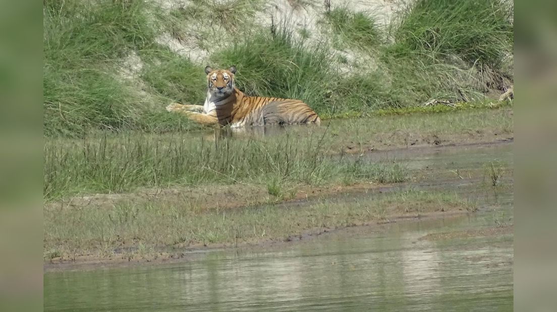 In tiger yn Nepal