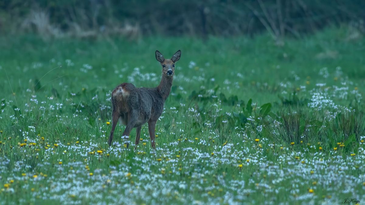 Boswachter waarschuwt: door zomertijd straks meer kans op wild op je voorruit