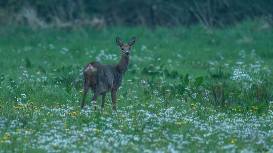 Waarom sommige dieren moeite hebben met de zomertijd (en andere niet)