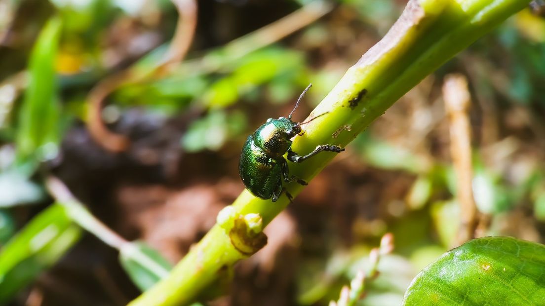 Deze insecten kunnen ineens in je tuin opduiken: ze zien er prachtig uit, maar je wil ze liever niet hebben