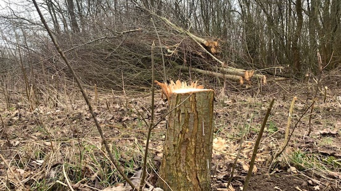 Uit de stam van de omgezaagde inheemse boompjes groeien op termijn weer een nieuwe volwassen bomen terug