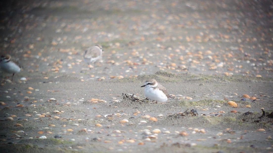 Strandwakes pleviertjes