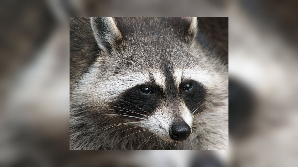 Wasbeer struint rond bij de Froskepôlle in Leeuwarden - Omrop Fryslân
