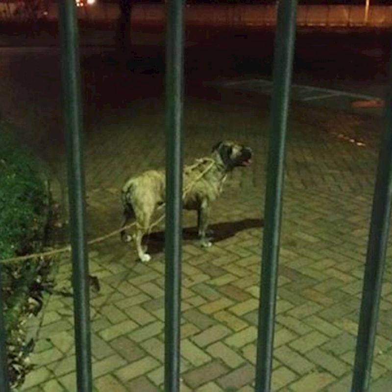 Hond Midden In De Nacht Vastgebonden Aan Hek Van Politiebureau