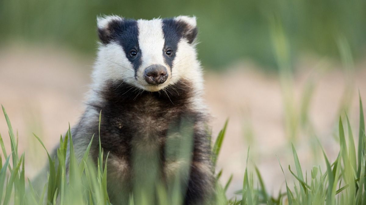 De das is in Fryslân stabiel maar kwetsbaar, dit is het beest dat het treinverkeer stillegt