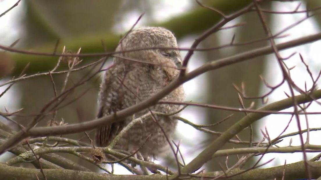 Uiltjes in Arnhems park trekken veel bekijks.