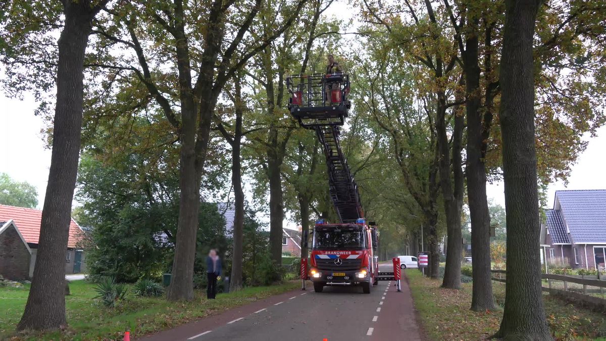 Kat springt uit zes meter hoge boom in Hollandscheveld