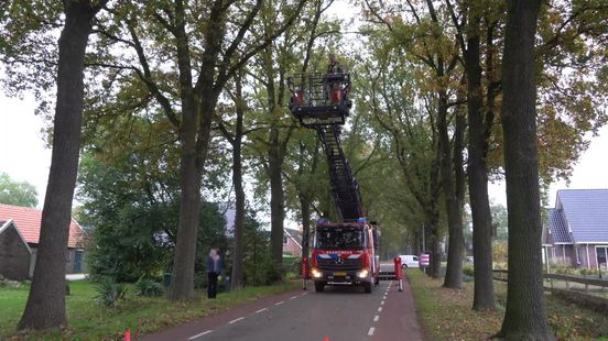 Kat springt uit zes meter hoge boom in Hollandscheveld